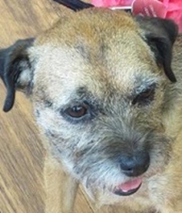 Nuffy the dog