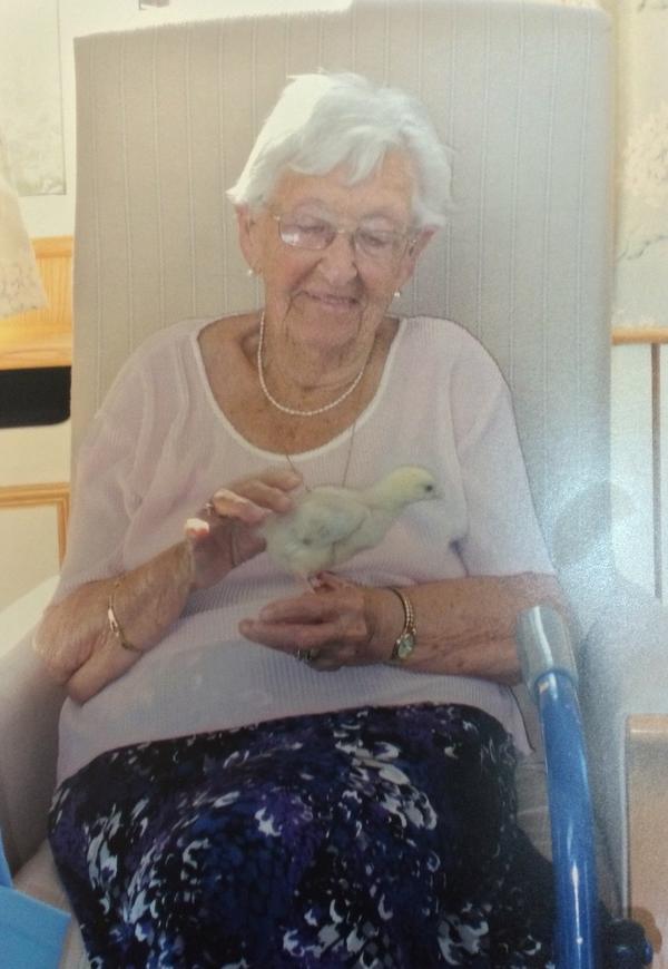 Opportunity to stroke a chicken