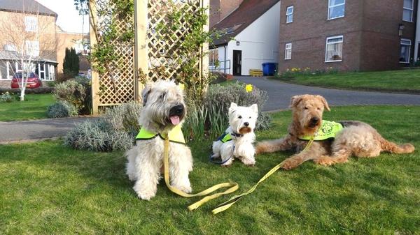 Pets as therapy - three of the dogs