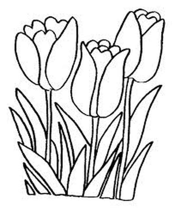 Picture of some tulips